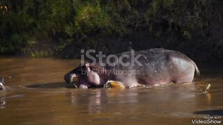 hippopotamus battle