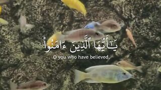 القرآن الكريم 43