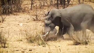 Watch a bison eat a tiger