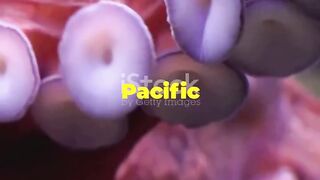 Mind-Blowing Facts About Giant Pacific Octopus!