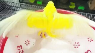 Yellow parrot flying