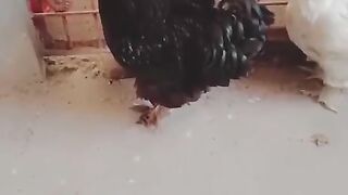 Chicken in front