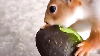 Avocat et écureuil
