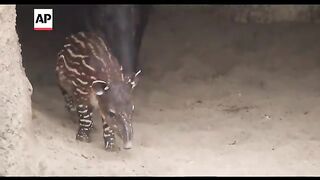 Baby tapir makes its San Diego Zoo debut wiggling its nose at the world