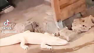 Crocodile albinos