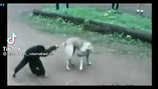 Chimpanzee prank dog ????