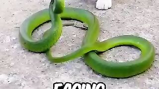 Cat.and  snake fight