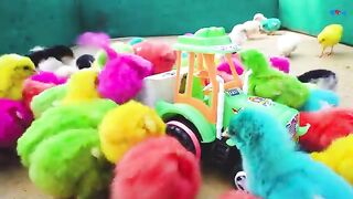 LOVELY Hen Baby Chicks Vs TRACTOR TROLLEY TOYS Video _ FishCutting.