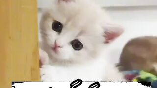 Cute Cato funny video