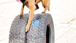 Malinois_training_dog_#malinois_#becgie#germanshepherd_#chó_#pets_#dog(480p)(1).