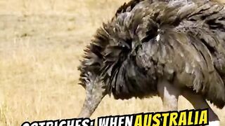 The Great War with Ostriches: When Australia Went into Battle with the Birds