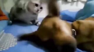 Hilarious Cats Bullying Innocent Dogs