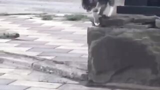 Cat playing in the street