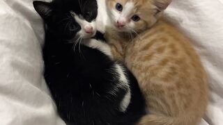 two very cute cats