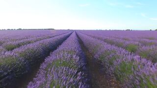 Bunga lavender yg indah