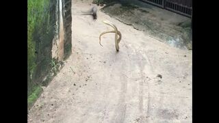 mongoose vs Big snake fight.