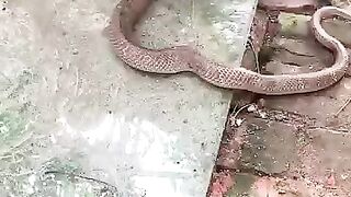 Bait and snake fight