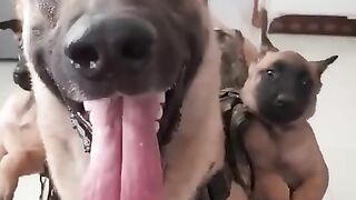 Malinois_training_dog_64__#malinois_#becgie#germanshepherd_#chó_#pets_#dog(480p).