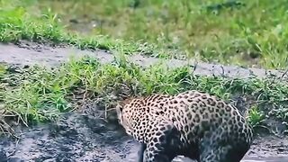 Hunter #Jaguar