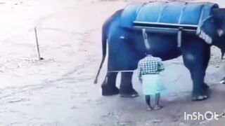 A black elephant kills its owner by trampling it over
