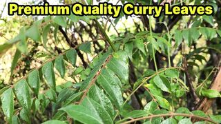 Curry leaves 50g 2oz Packet Buy Now