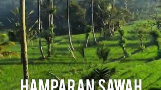 Sawah Ubud Bali #short #ubud #bali