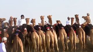 Camel racing in Sultant of Oman ????????