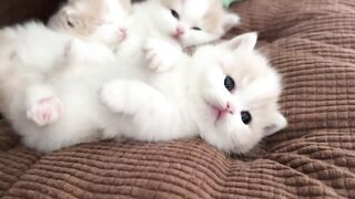 cute little kitten videos