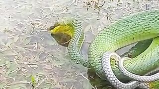 The green snake drank because it was thirsty