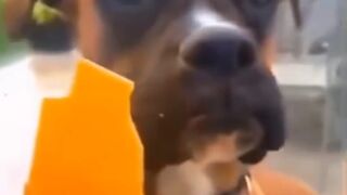 Dogs funny video|funny video|beautiful dogs #dogs#funny