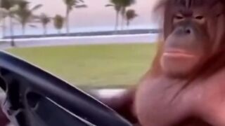 Smart driver Orangutan????