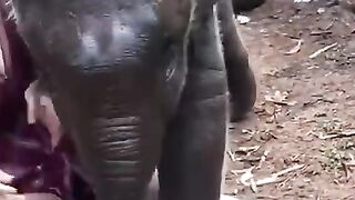 elephant_????_????(480p).