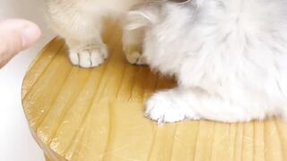 Cute little kitten videos 2
