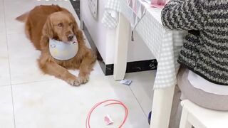 Funniest thing doing by doggy 2 #funny #dog #pet