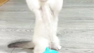 Kitten playing ball