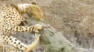 Crocodile attack cheetah