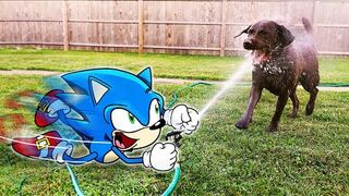 New Funny Animals ???? Funniest Cats And Dogs Videos ???????? Sonic in Real Life!