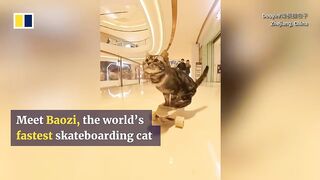 Skateboarding cat in China breaks Guinness world record 2