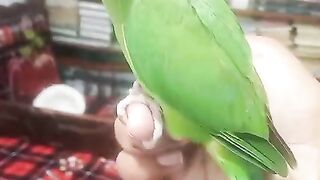 Green parrot near the bed