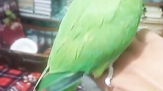 Friendly parrot