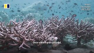 ‘If the coral dies, we will be in trouble’