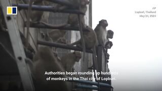 Monkey business terrorises Thai city