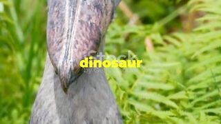 Mind-Blowing Facts About Shoebills!