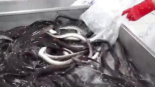 장어구이 Selling 6,000 Eels per month! Amazing Charcoal-Grilled EEL & EEL BBQ - Korean street food