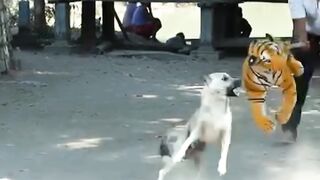 Prank with dogs|prank video|dogs|funny video #dog #funny #video #prank