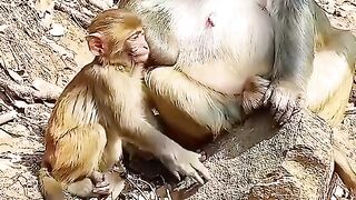 mother monkey not allowing her European to suckle