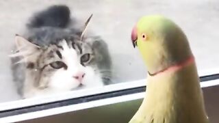 Parrot making 'chee-ee' to the cat that is dying to eat it