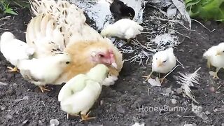 mothers hen  her babys for morning walk - cute chicks playing