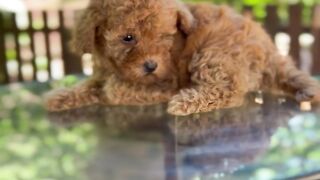 "These Puppies Will Melt Your Heart! Cute Compilation"