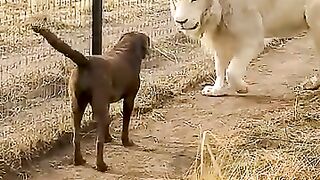 Cute Lion gives smoothie to puppy's paw